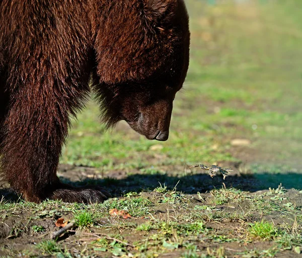 Urso castanho — Fotografia de Stock