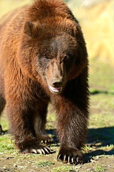 Urso castanho — Fotografia de Stock