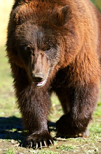 갈색 곰 — 스톡 사진