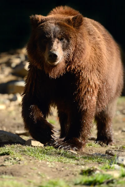 Urso castanho — Fotografia de Stock