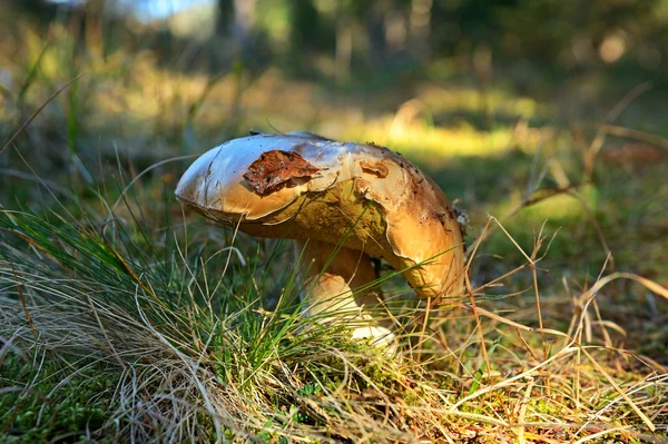Two CEPS — Stock Photo, Image