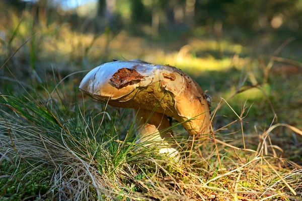 Deux CEPS — Photo