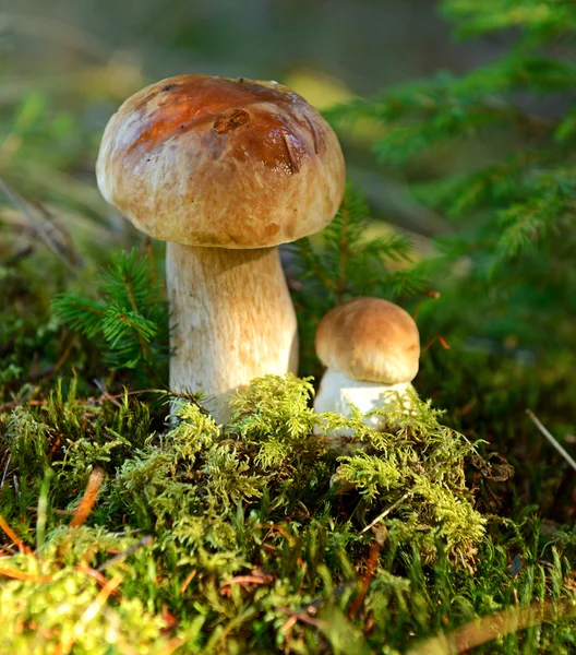 Two CEPS — Stock Photo, Image