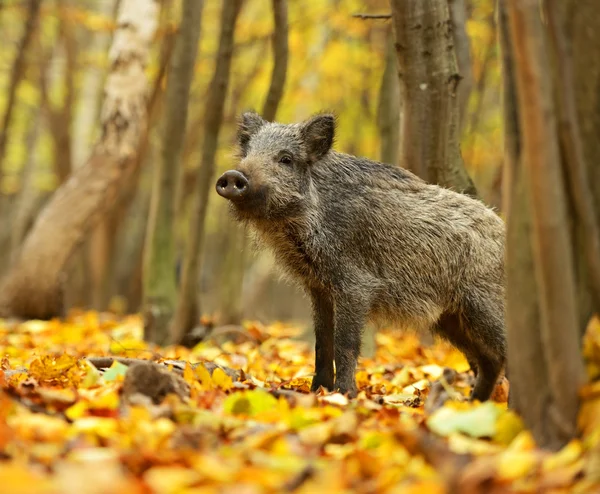 Wild pig Royalty Free Stock Photos