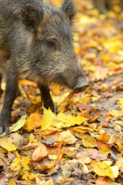 Wild pig Royalty Free Stock Images