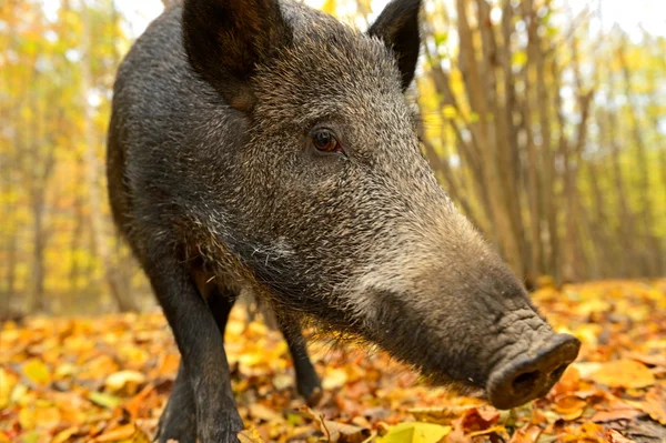 Porc sălbatic — Fotografie, imagine de stoc