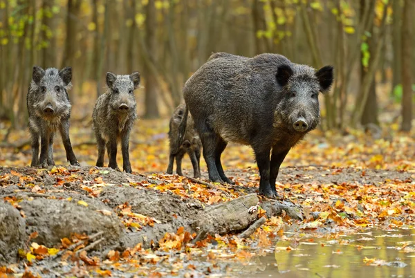 Wildschweine — Stockfoto