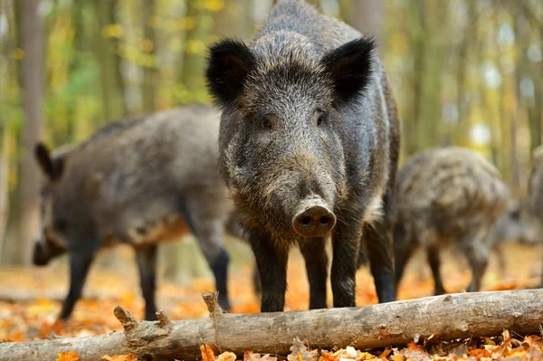 Wildschweine — Stockfoto