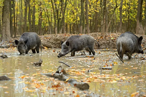 Wild varken — Stockfoto