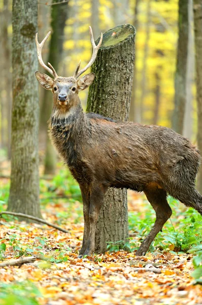 Cerf tacheté — Photo