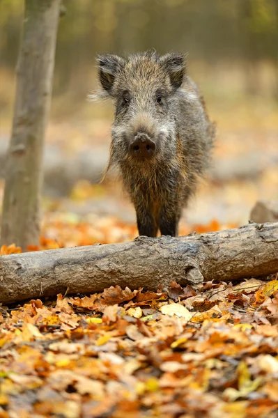 Wild pig Royalty Free Stock Images