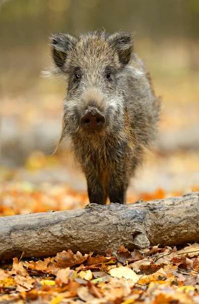 Wild pig Stock Photo