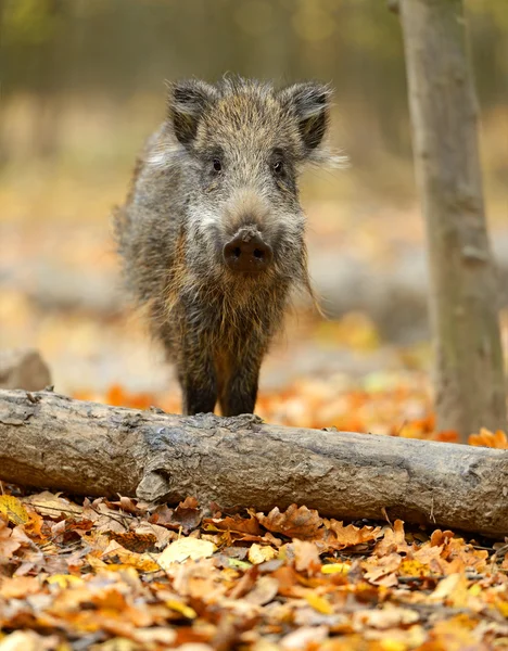 Wild pig Stock Image