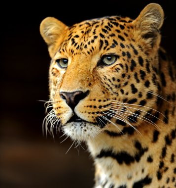 leopar