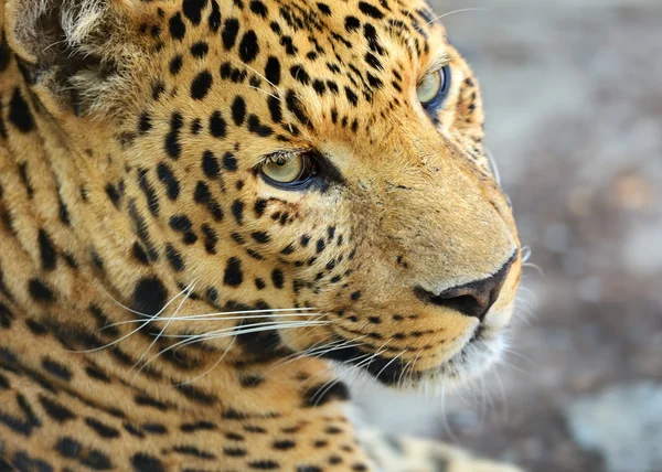 Leopard — Stockfoto