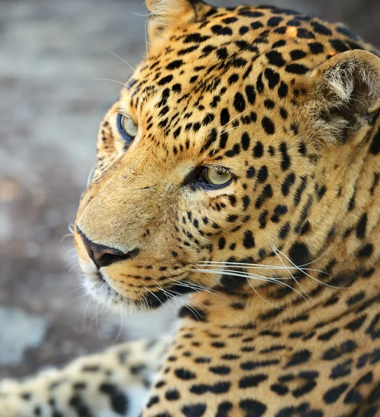 Leopard — Stock Photo, Image