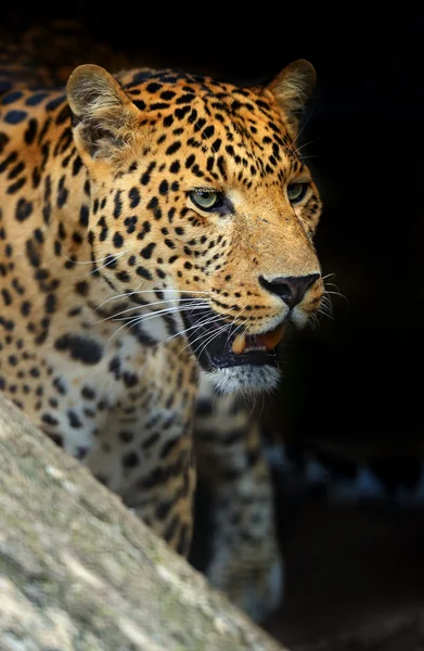 Leopar — Stok fotoğraf