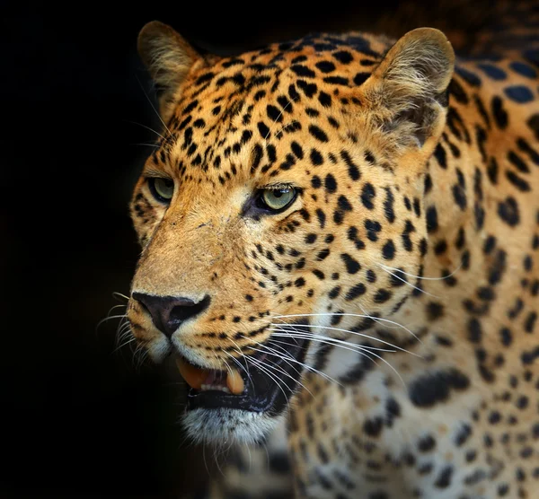 Leopard — Stockfoto