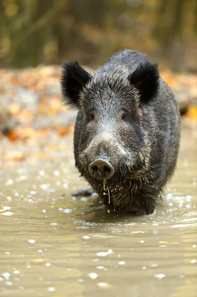 Wild pig — Stock Photo, Image