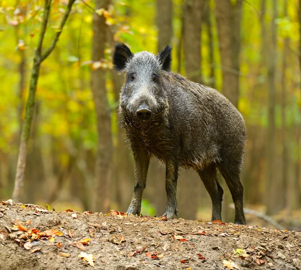 Wild pig — Stockfoto