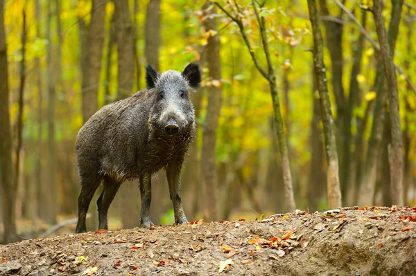 Wild pig — Stockfoto