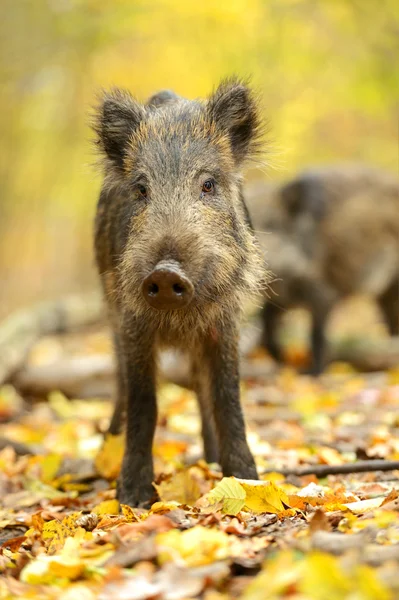 Cerdo salvaje — Foto de Stock