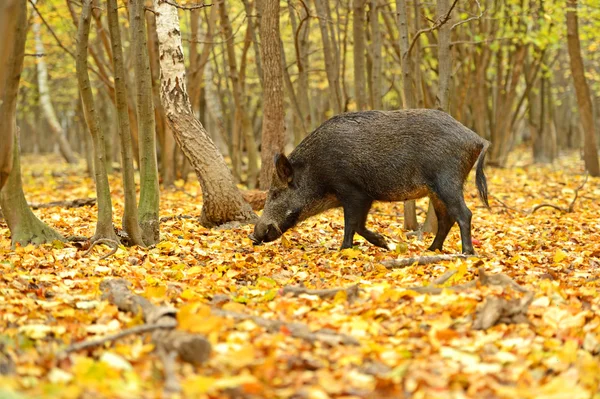 Wild pig — Stockfoto