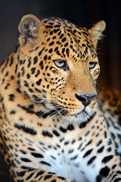 Leopardo — Fotografia de Stock