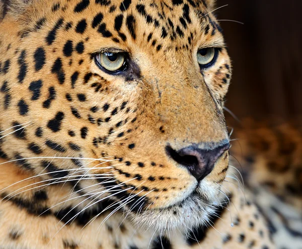 Leopard — Stockfoto