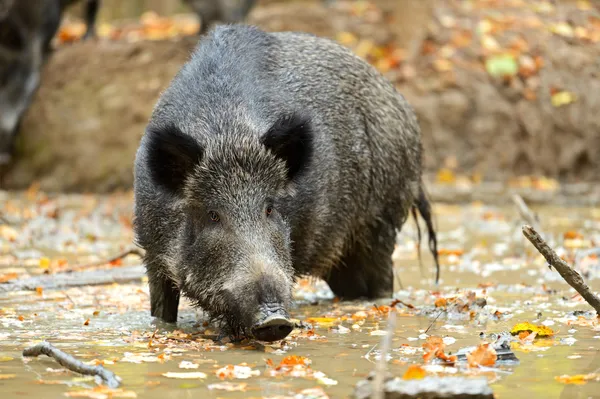 Wild varken — Stockfoto