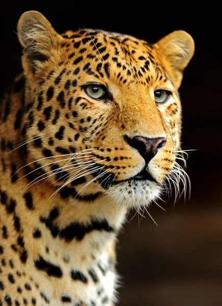 Leopard — Stockfoto