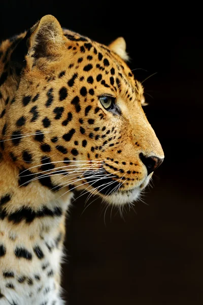 Leopard — Stock Photo, Image