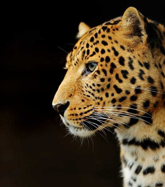 Leopardo — Foto Stock