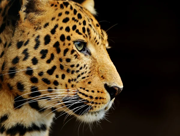 Leopardo — Foto Stock