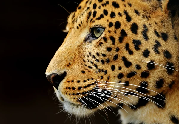 Leopard — Stockfoto