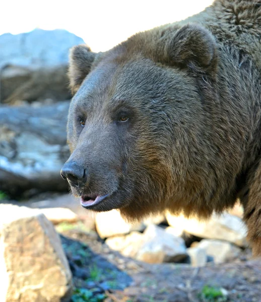 Bär — Stockfoto