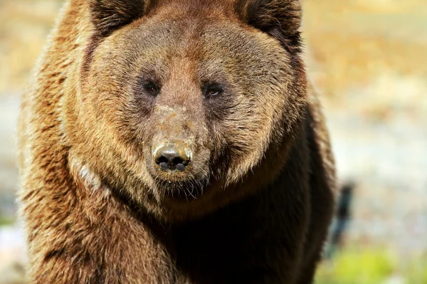 Urso castanho — Fotografia de Stock