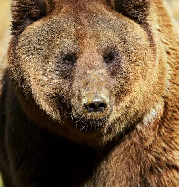 Urso — Fotografia de Stock