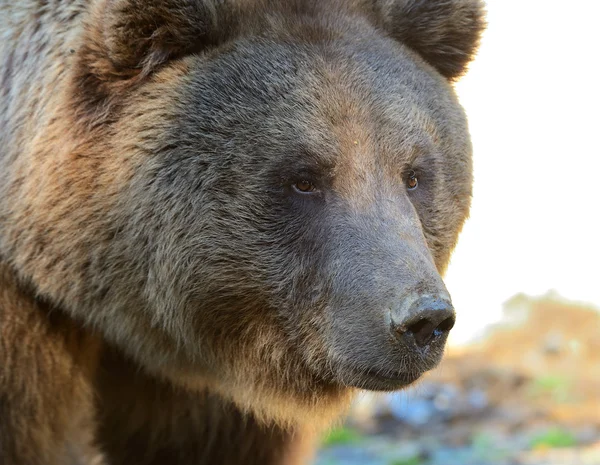 Urso — Fotografia de Stock