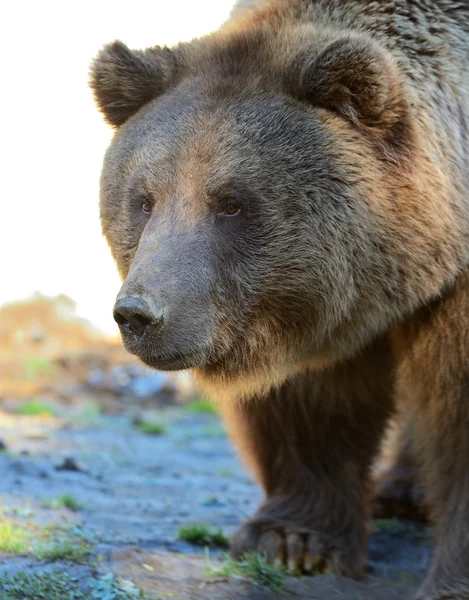 หมี — ภาพถ่ายสต็อก