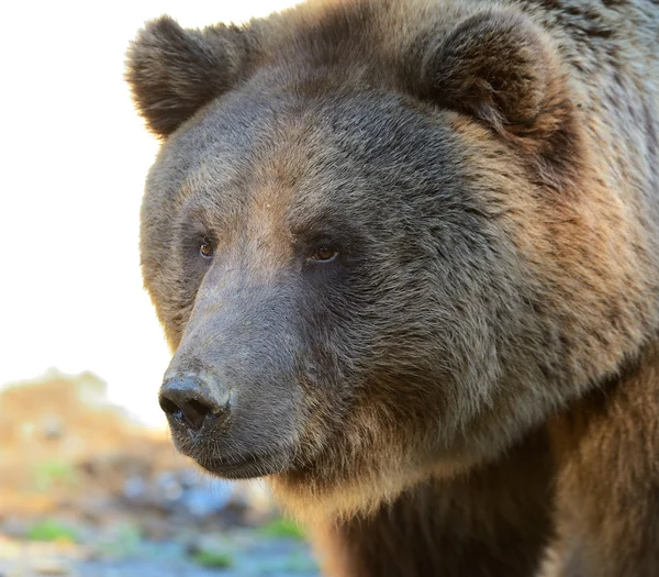 Urso castanho — Fotografia de Stock