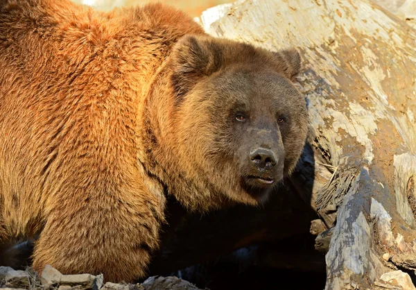 Urso castanho — Fotografia de Stock