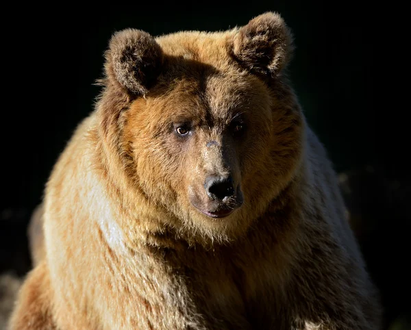 Urso castanho — Fotografia de Stock