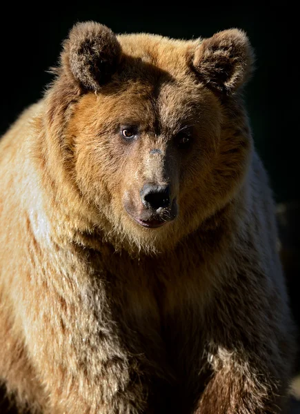 Urso castanho — Fotografia de Stock