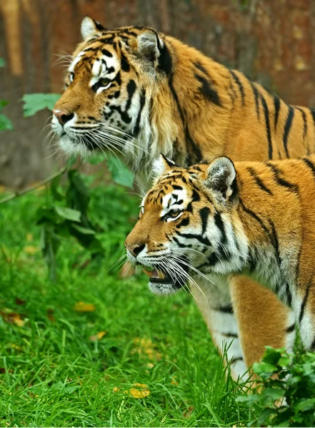 Tigres — Photo