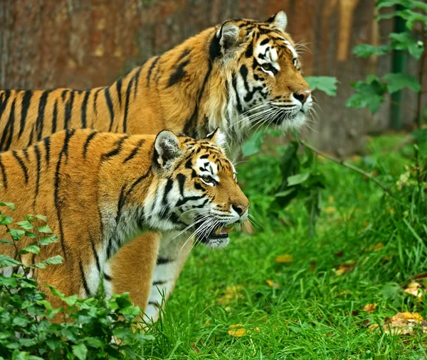 Тигры — стоковое фото