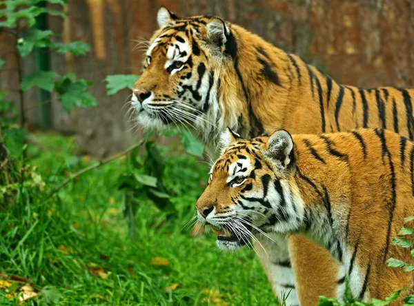 Amur tygrysy — Zdjęcie stockowe