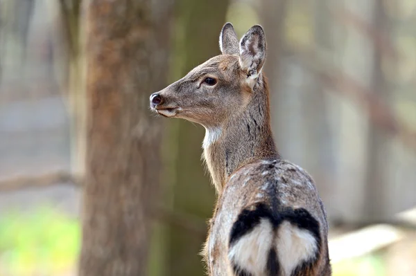 Gevlekte dee — Stockfoto