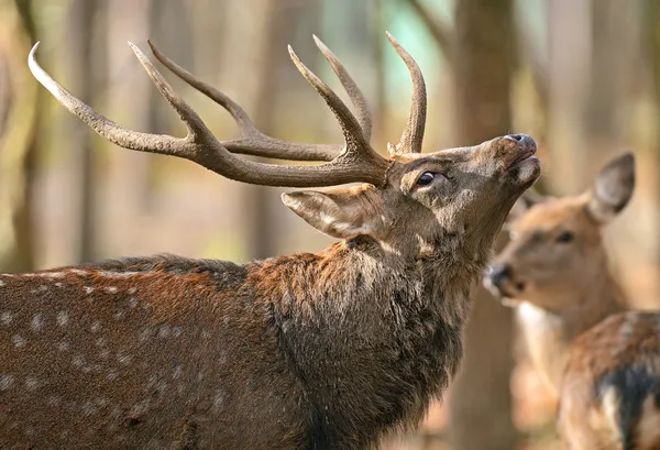 Gefleckte Eidechse — Stockfoto