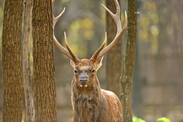 Gefleckte Eidechse — Stockfoto